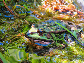 Close-up of frog in lake