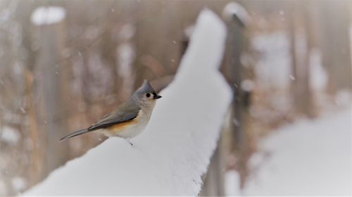 Close-up of bird perching on snow