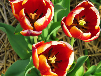 Close-up of red tulip