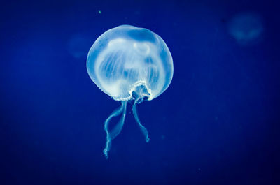 Jellyfish in sea