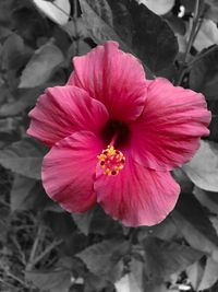 Close-up of pink hibiscus flower