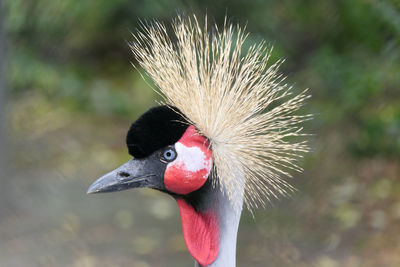 Close-up of a bird