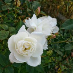 Close-up of white flowers blooming outdoors