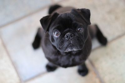 Close-up portrait of black dog