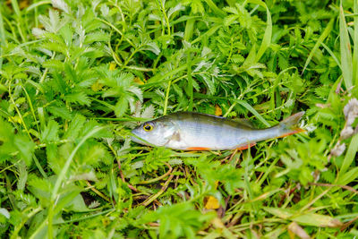 A caught perch is lying in the grass on the bank of the river.