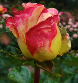 Close-up of pink rose