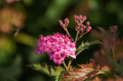 Close-up of pink flowers