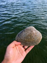 Cropped hand of woman holding animal shell in sea