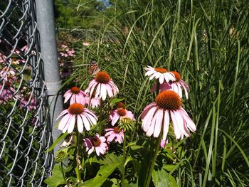 Close-up of flowering plants on land