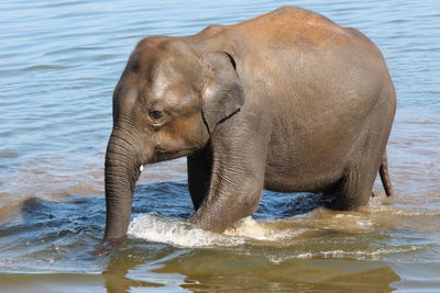 Close-up of elephant in water