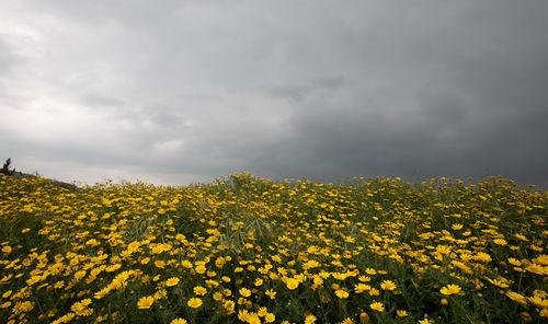 Yellow flowering plants on field against sky