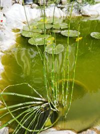 Close-up of plants in water