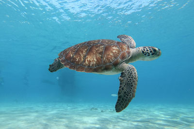 Turtle swimming in sea