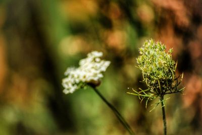 Close-up of flowering plant