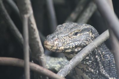 Close-up of monitor lizard amidst branches