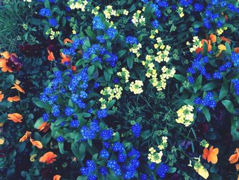 Full frame shot of purple flowers blooming in field