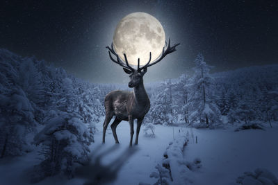 Deer standing on snow covered field against sky
