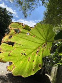 Close-up of green leaves on plant against sky