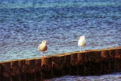 Bird in water