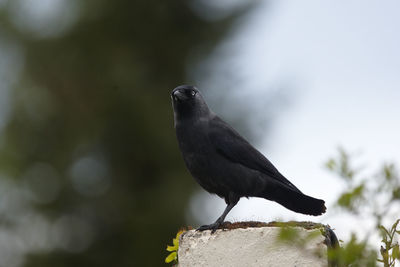Raven perching on retaining wall