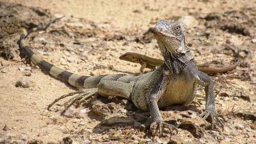 High angle view of lizard on land