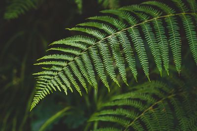 Close-up of fern leaves