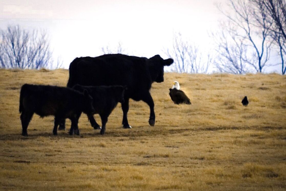 COWS ON FIELD DURING WINTER