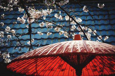 Low angle view of cherry blossom tree