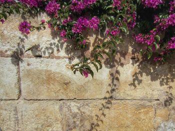 Plant growing on wall