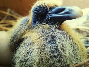 Close up of young bird in nest