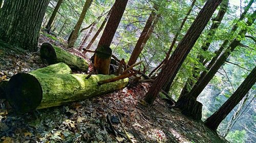 Trees growing in sunlight