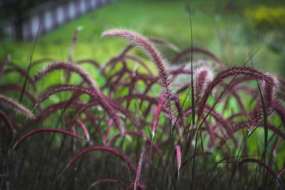 Close-up of grass