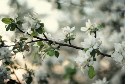 Close-up of white cherry blossom tree