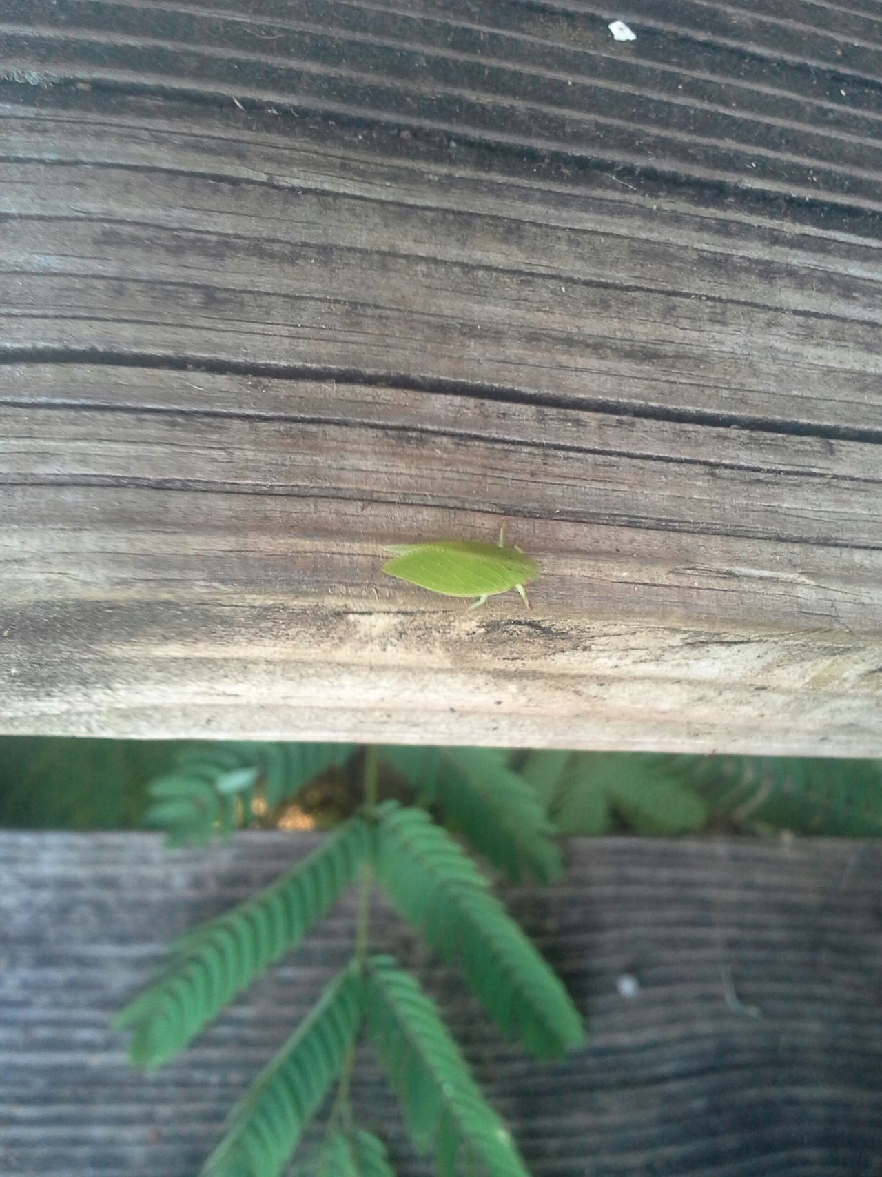 Wooden step