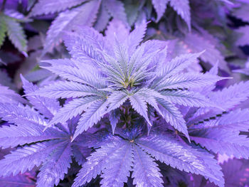 Close-up of  flowering cannabis plant leaves