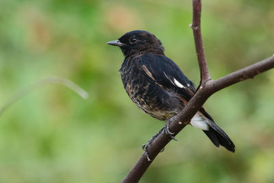 Close-up of bird perching on branch