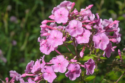 Close-up of pink flowering plant