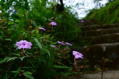 Close-up of purple flowers blooming outdoors