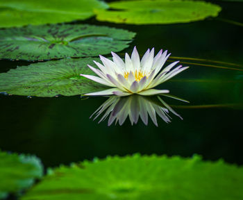 Close-up of pink water lily