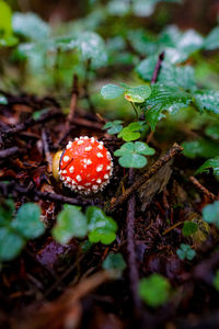 Close-up of mushroom growing on field