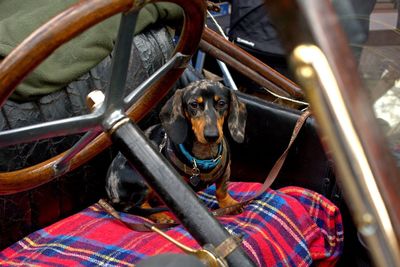 Portrait of dog sitting in train