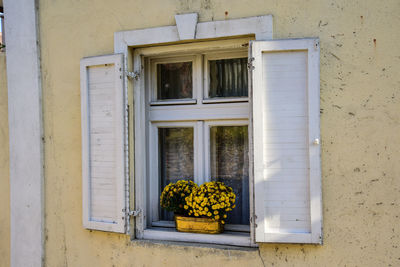 Potted plant on window sill of building