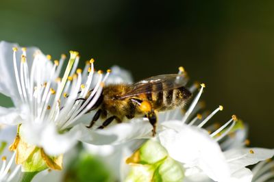 Close-up of bee pollinating on flower