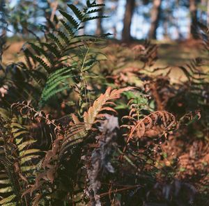 Close-up of plants in forest