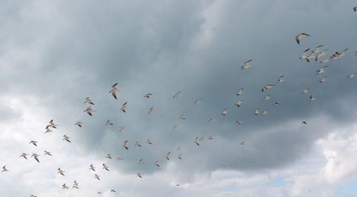 Low angle view of birds flying in sky