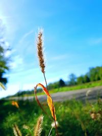 Close-up of stalks on field against sky