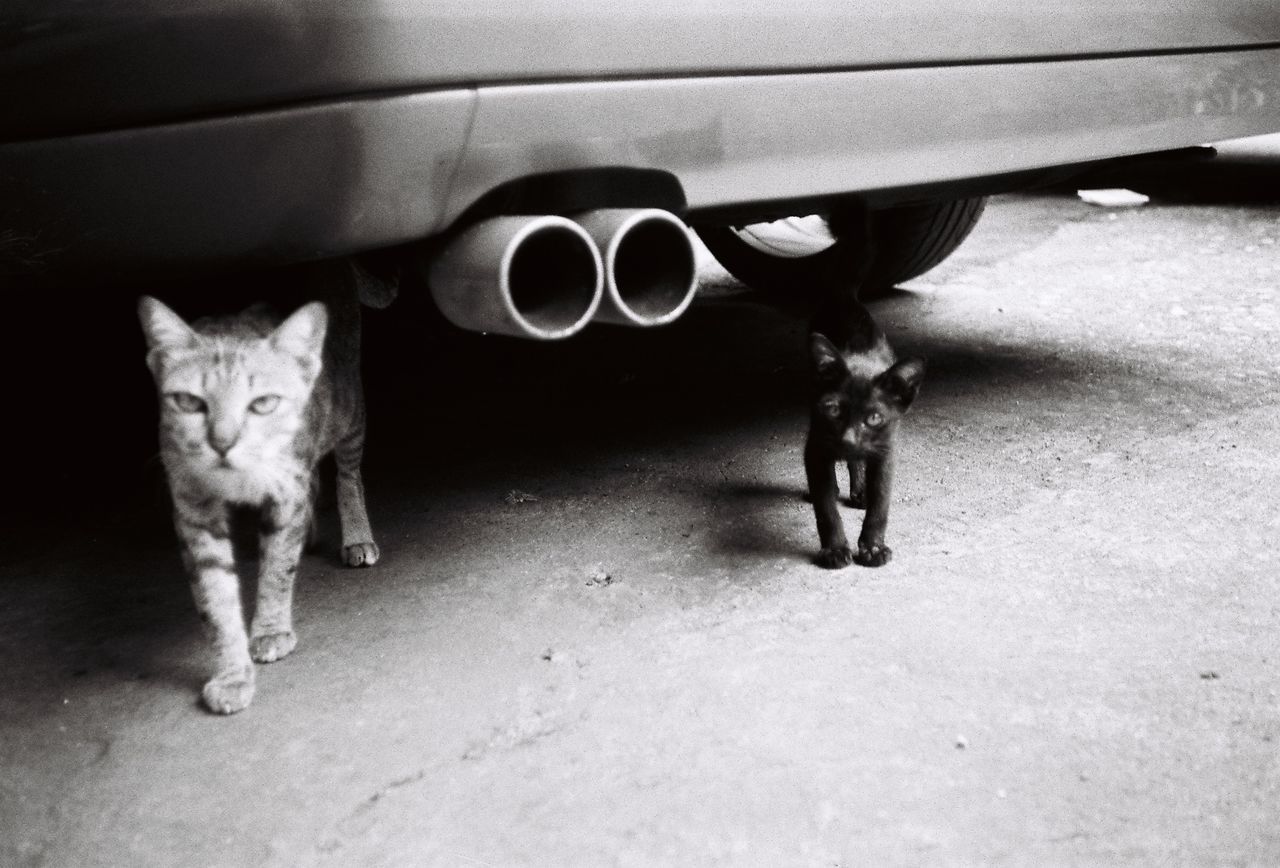 PORTRAIT OF A CAT ON CAR