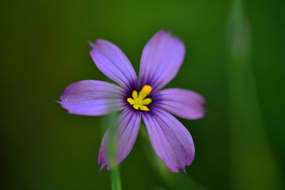 Close-up of purple flowering plant