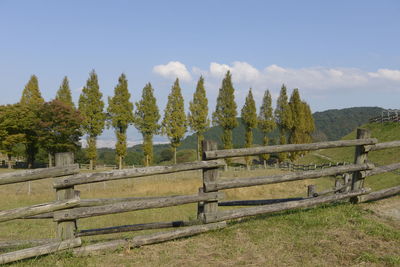 Panoramic shot of trees on field against sky