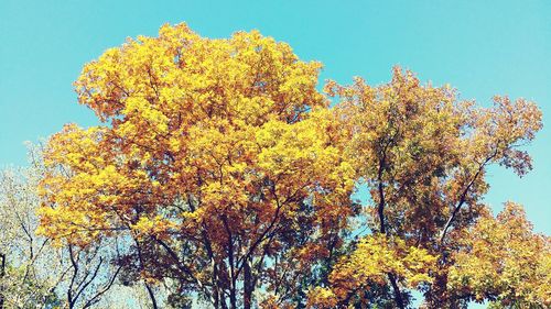 Low angle view of trees against clear sky